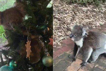 La cuiriosa koala que trepó al árbol navideño de la familia McCormik fue bautizada como Daphne.