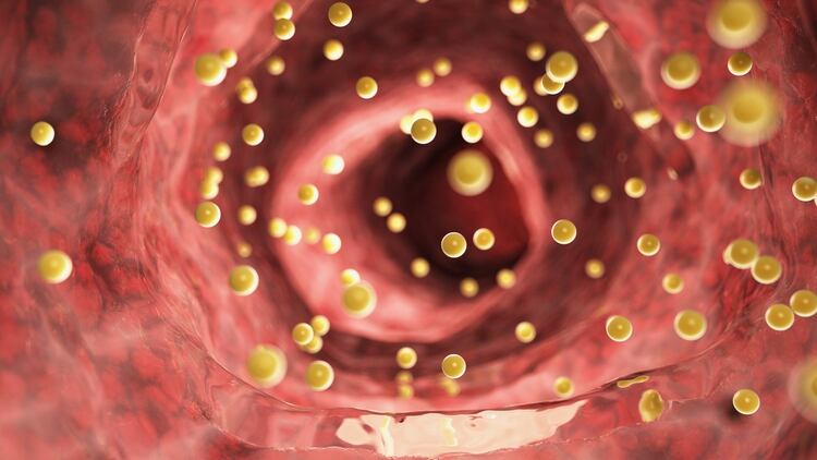 Las grasas dentro del torrente sanguíneo (Shutterstock)