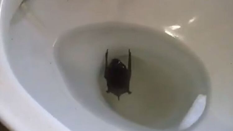 El murciélago que denunció Piumato