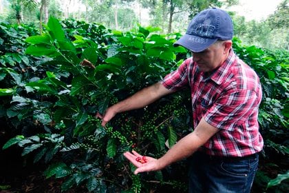 Existen más de 120 variedades de arábiga en México (Foto: EFE/Germán Reyes)