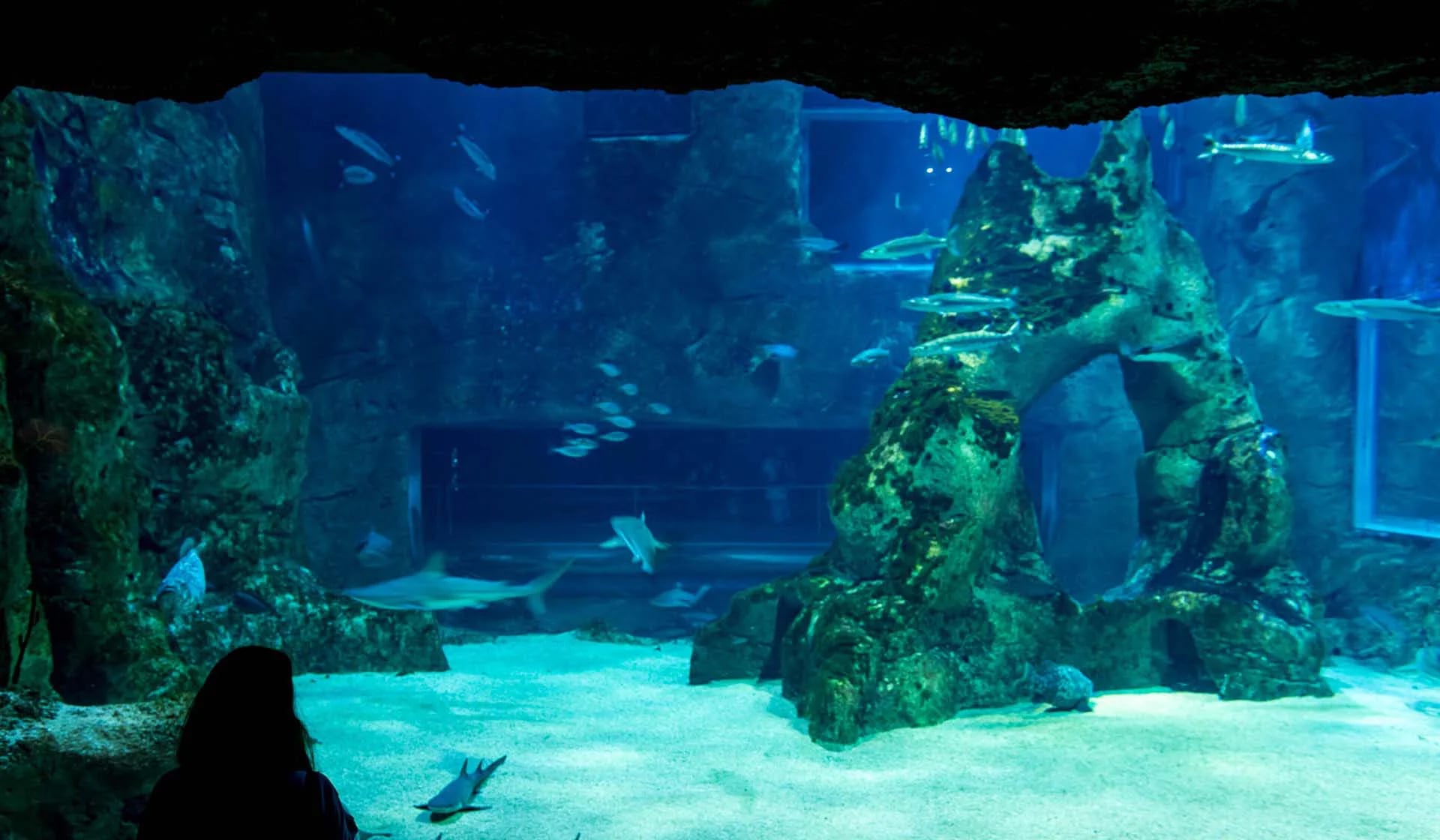 El aquarium, uno de los puntos más visitados por los turistas