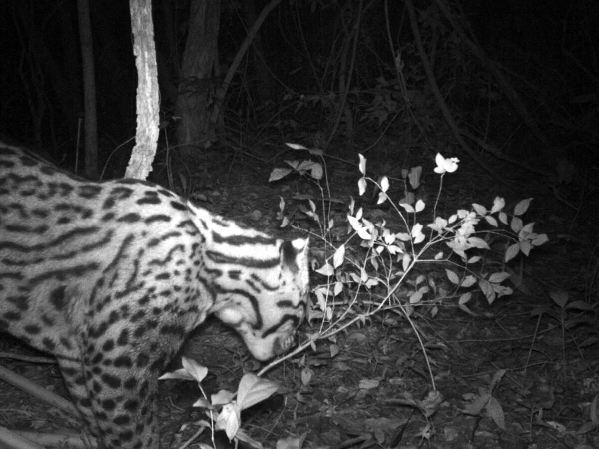 Hallaron un felino que se pensaba extinto en Corrientes - Infobae