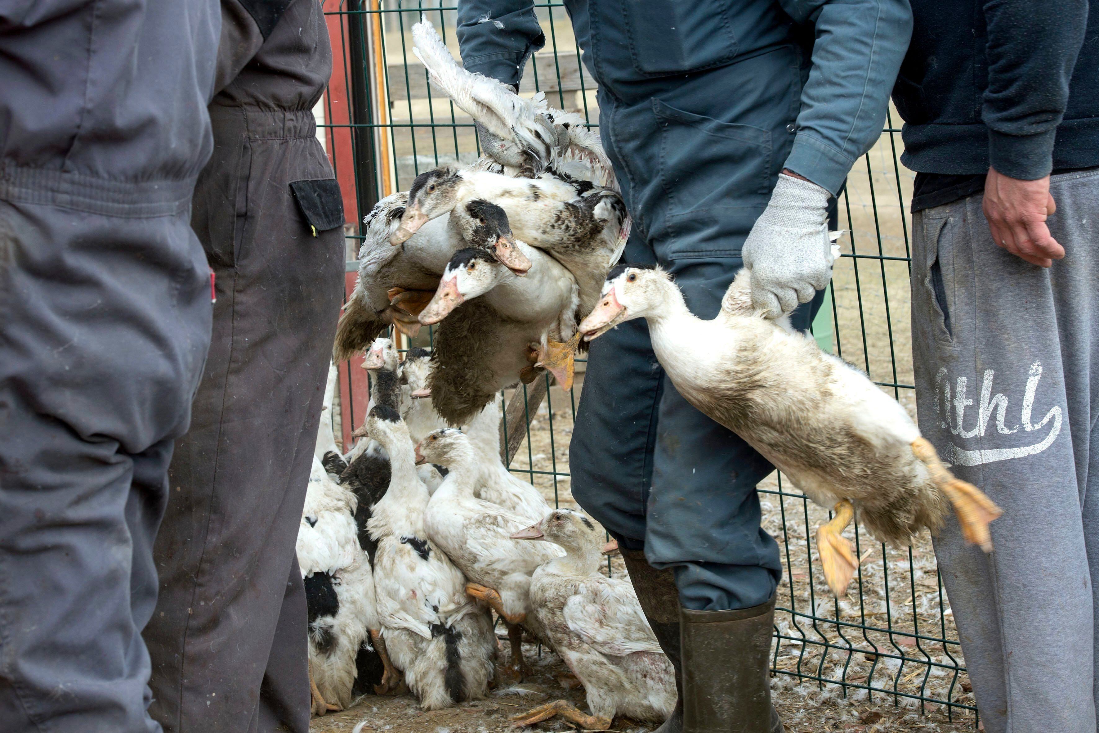 El principal factor de riesgo para las personas es la exposición a aves de corral infectadas, vivas o muertas, o a espacios contaminados por el virus, como los mercados de aves vivas (EFE)