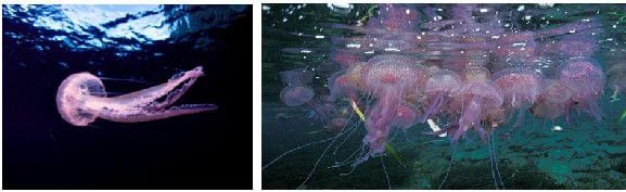 Imagen de la medusa Pelagia noctiluca.