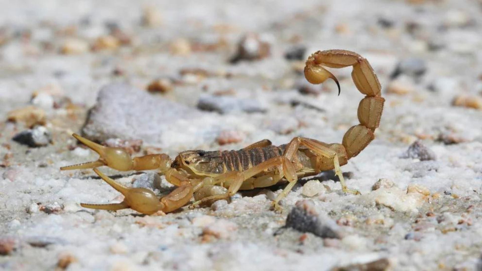 Investigadores descubrieron una nueva especie de alacrán en playas de México (iStock)