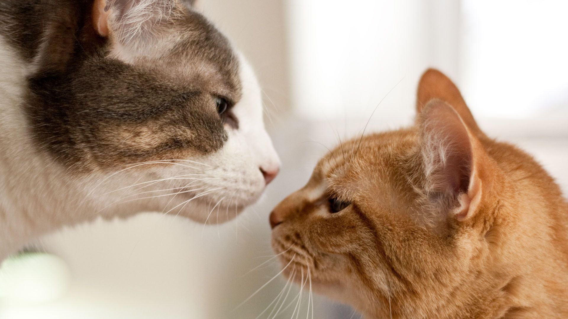 Si un gato tiene alguna de estas enfermedades, hay que evitar que tenga contacto con otros felinos (Getty)