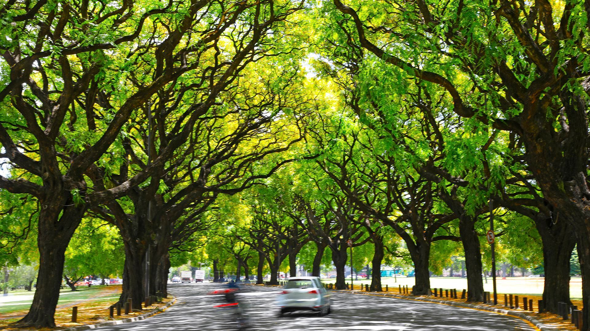 D&iacute;a mundial del &aacute;rbol: 7 beneficios clave de los &aacute;rboles urbanos para ciudades sostenibles
