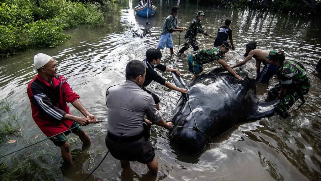 Cientos se acercaron a ayudar a las ballenas piloto pero ocho de ellas murieron (AFP)