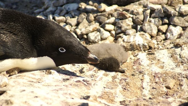 Uno de los pingüinos Adèlie, junto a su cría muerta.
