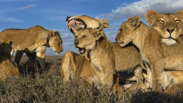 Cinco leonas adultas y nueve cachorros que nacieron en abril de 2011. Fue en la reserva Serengeti, Tanzania. Fotógrafo: Michael Nichols(National Geographic)