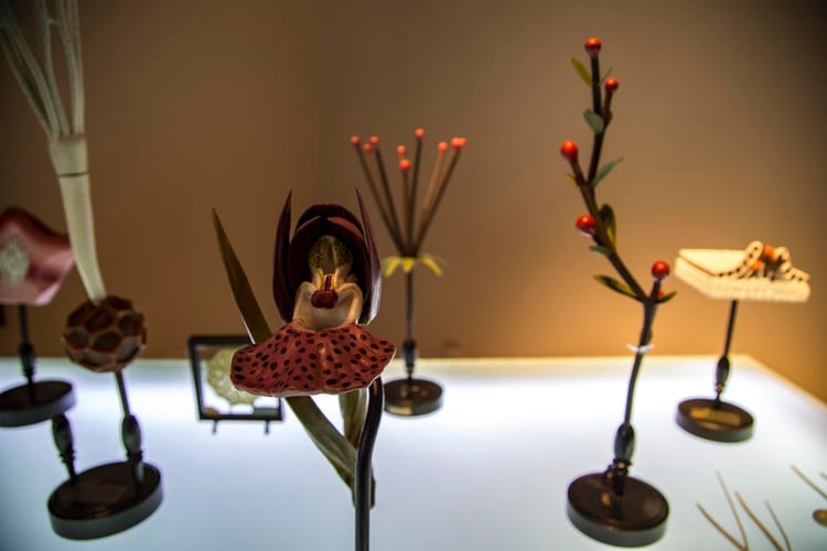 “Memoria vegetal”, de la colección Robert Brendel Museo de Farmacobotánica Juan A Dominguez de la Universidad de Buenos Aires (Bienalsur)