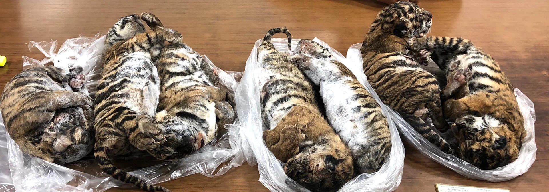 La medicina tradicional vietnamita y la industria de la joyería utilizan algunas partes del tigre, cuya población disminuyó enormemente en ese país. (Photo by Nam GIANG / AFP)
