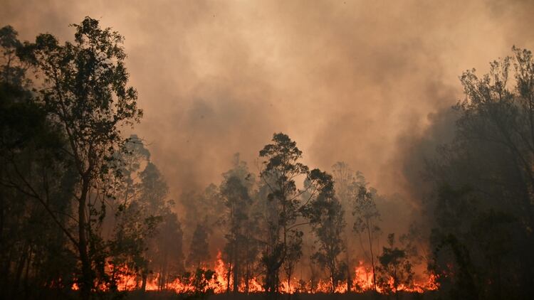 Las llamas son difíciles de sofocar para los bomberos (AFP)