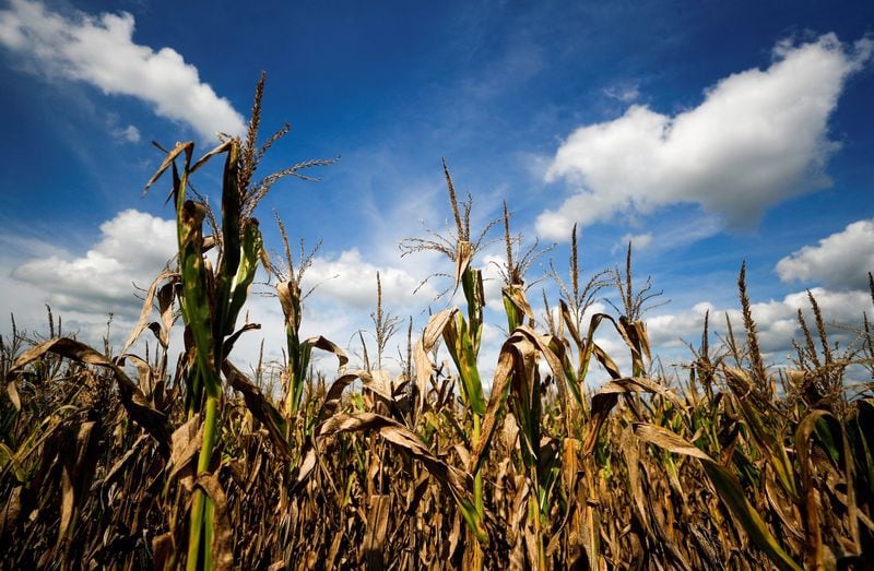 FOTO ARCHIVO: Plantas de maíz afectadas por una larga sequía que finalmente terminó este mes por la llegada de lluvias, en una finca en 25 de Mayo, en las afueras de Buenos Aires, Argentina, 24 de enero de 2022. REUTERS/Agustin Marcarian