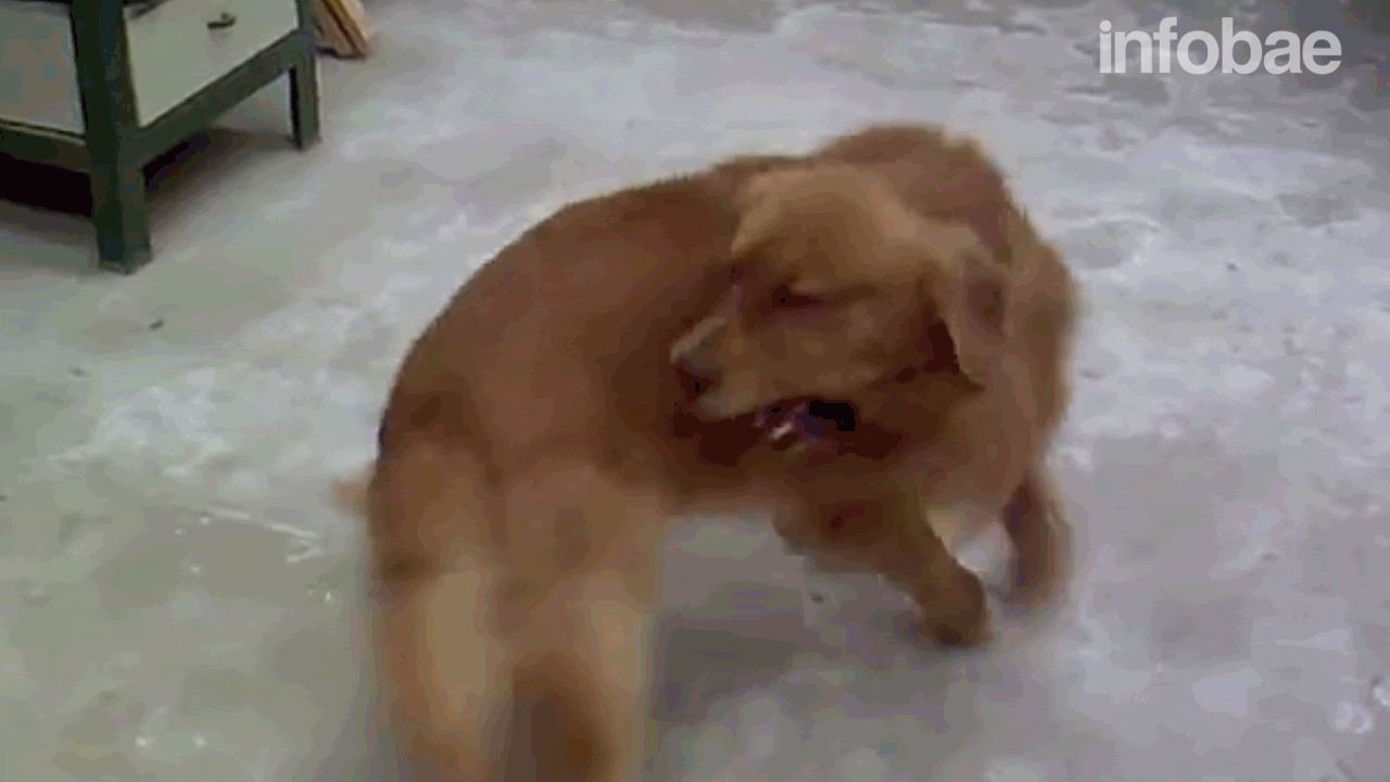 por que mi perro esta loco