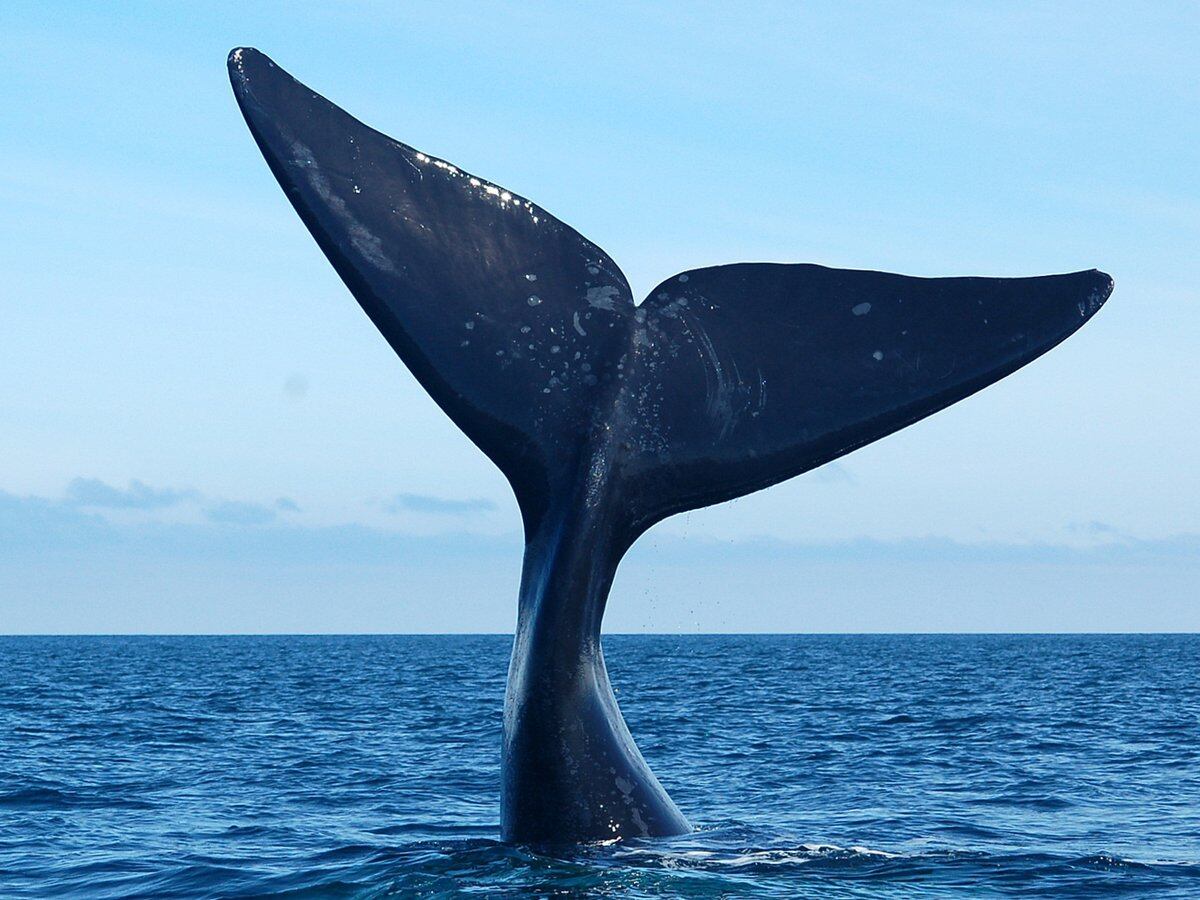Puerto Madryn, el paraíso argentino de las ballenas - Infobae