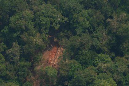 Un equipo internacional de investigadores utilizó decenas de miles de fósiles para explorar qué sucedió con la vida vegetal en lo que hoy es Colombia después del impacto del asteroide (EFE/ Joédson Alves/Archivo)
