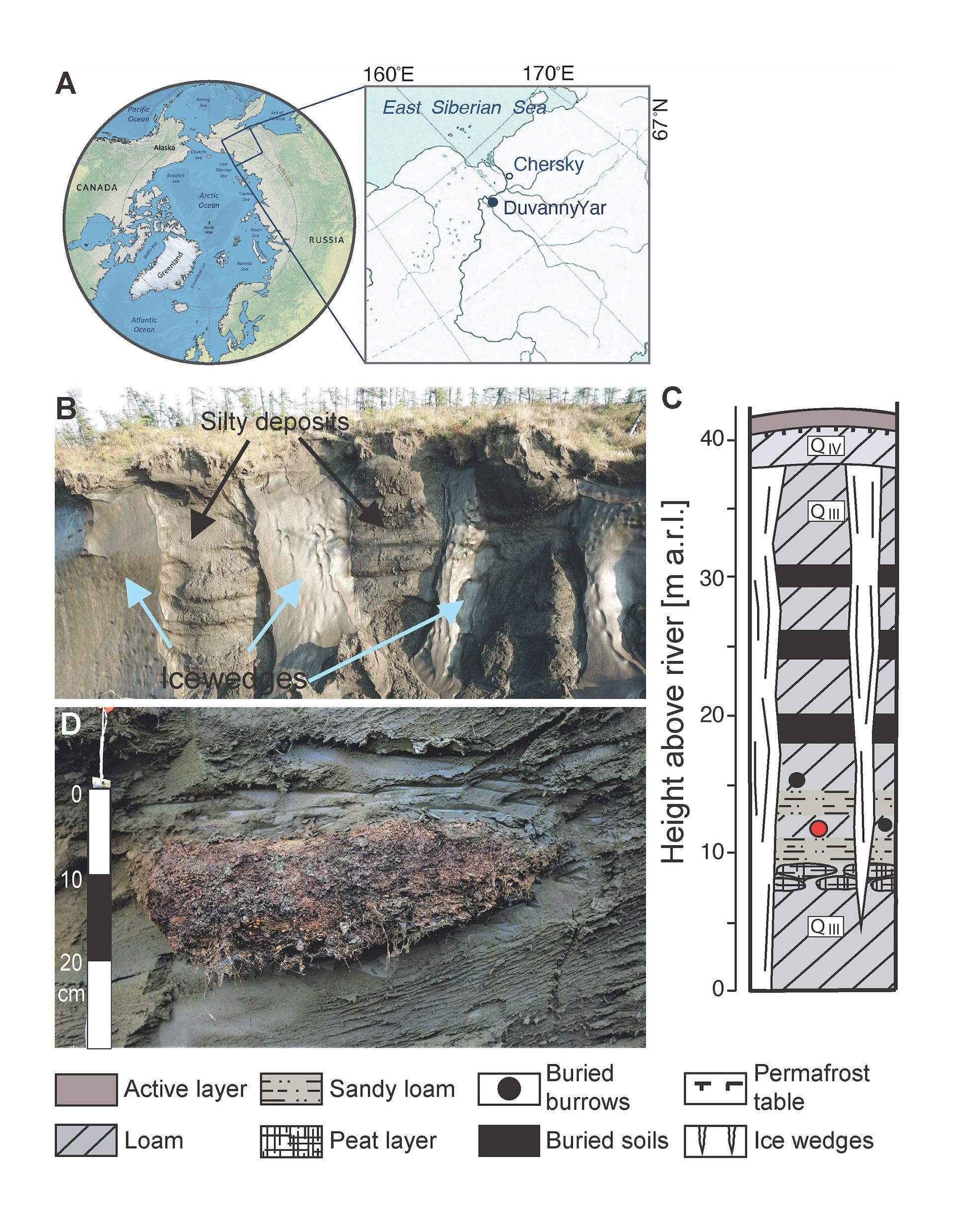 (A) Ubicación del afloramiento de Duvanny Yar en el río Kolyma, noreste de Siberia, Rusia.  (B) Vista de la parte superior del afloramiento compuesto por cuñas de hielo y depósitos limosos de permafrost. (C) Esquema litoestratigráfico de depósitos, que muestra la ubicación del préstamo de roedores estudiado (círculo rojo). (D) madriguera de roedores fósiles con hojarasca herbácea y semillas enterradas en depósitos de permafrost; m a.r.l. = metros sobre el nivel del río. (Foto de PLoS Genetics)

