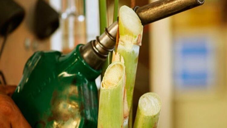 El etanol se obtiene del azúcar o del almidón en cosechas de maíz y caña de azúcar, entre otros.
