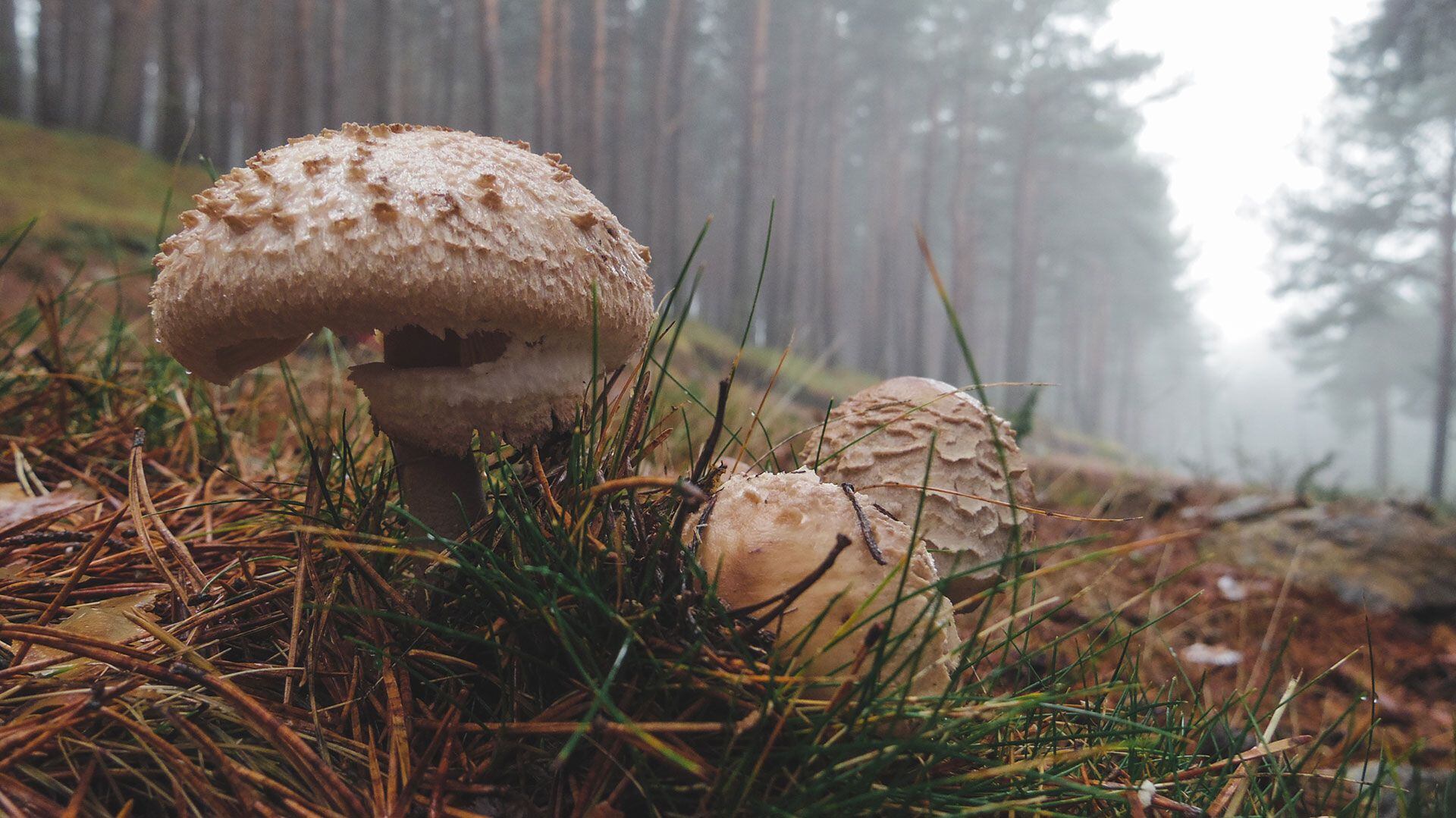Los científicos descubrieron que la 'conexión de abrazadera' evita mutaciones dañinas en hongos y prolonga su vida (Getty)