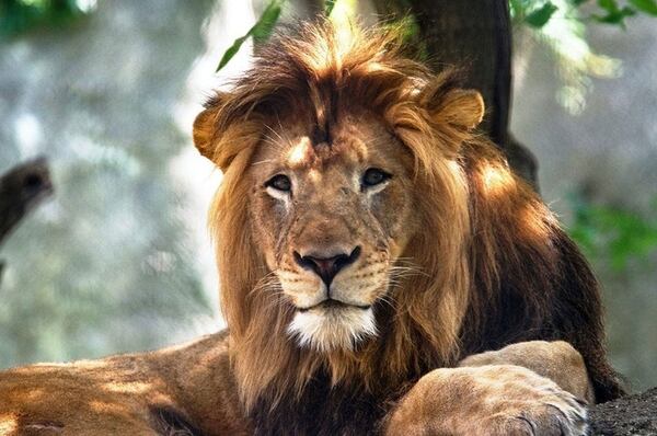 Nyack, el león que fue asesinado por Zuri el pasado 15 de octubre (Reuters)