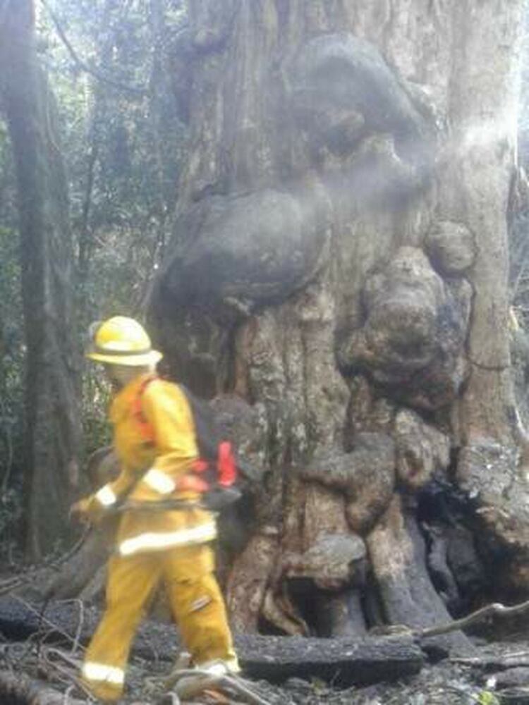 La Grapia se quemÃ³ en un 80% y ahora tratarÃ¡n de recuperarla