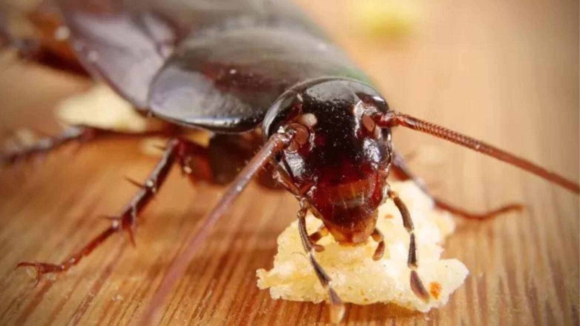 Las cucarachas pueden transmitir alrededor de 50 enfermedades patógenas. (Getty Images)