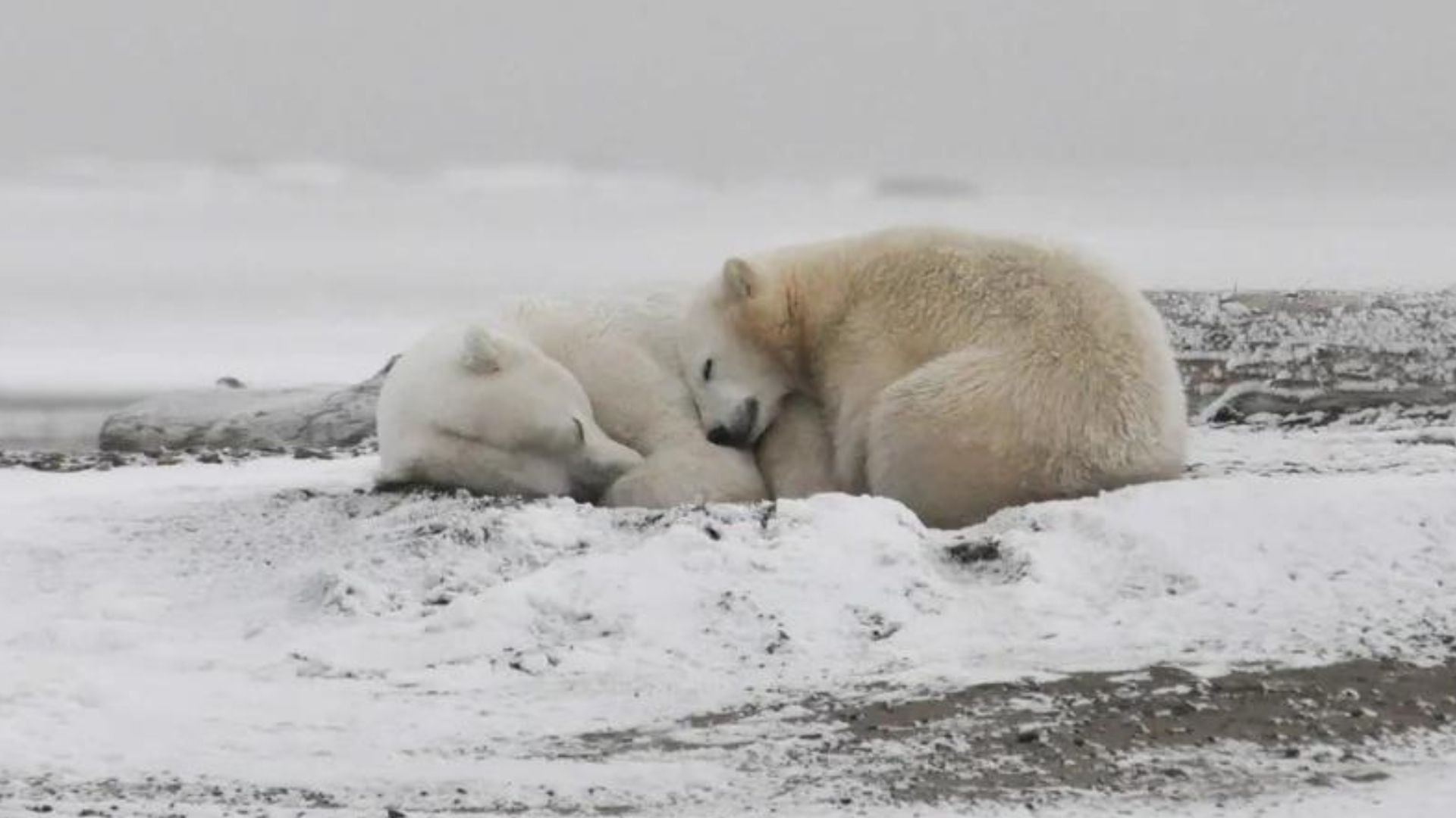 Los grandes retos que enfrentan los osos polares que buscan alimento, ante la destrucción de su hábitat (Europa Press)