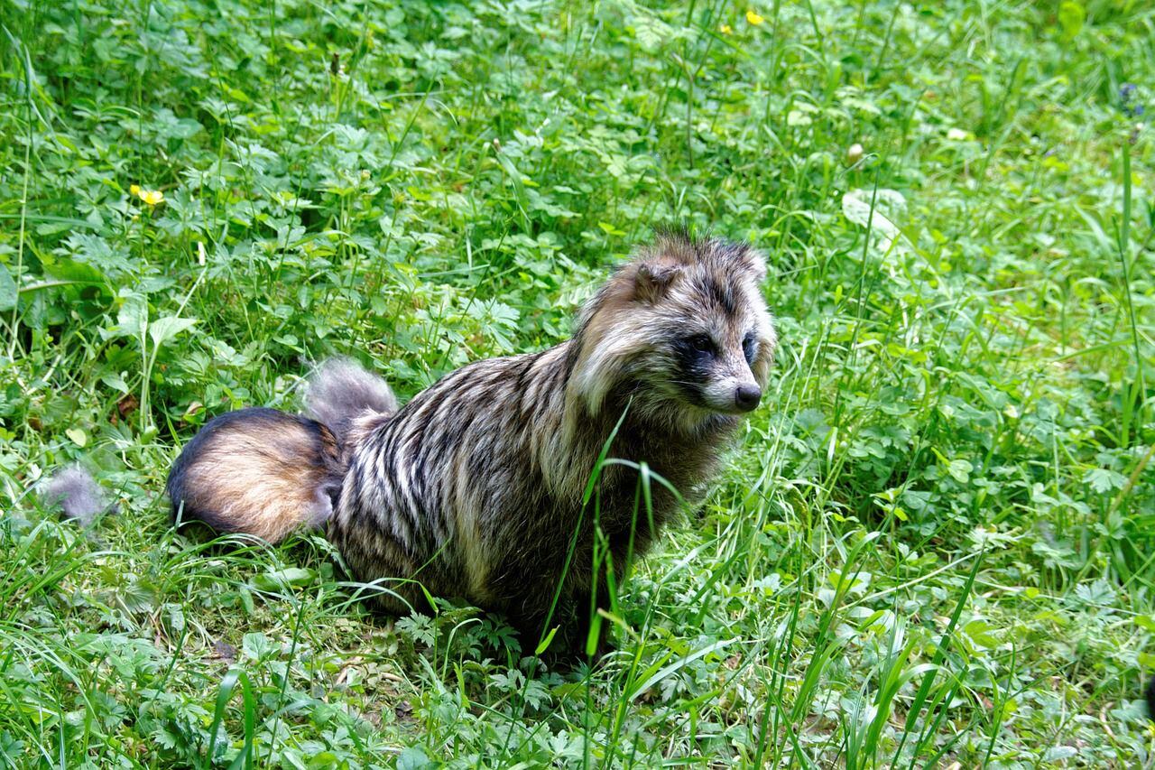 Cómo es el perro mapache y por qué lo vinculan con la pandemia de coronavirus (Pixabay)