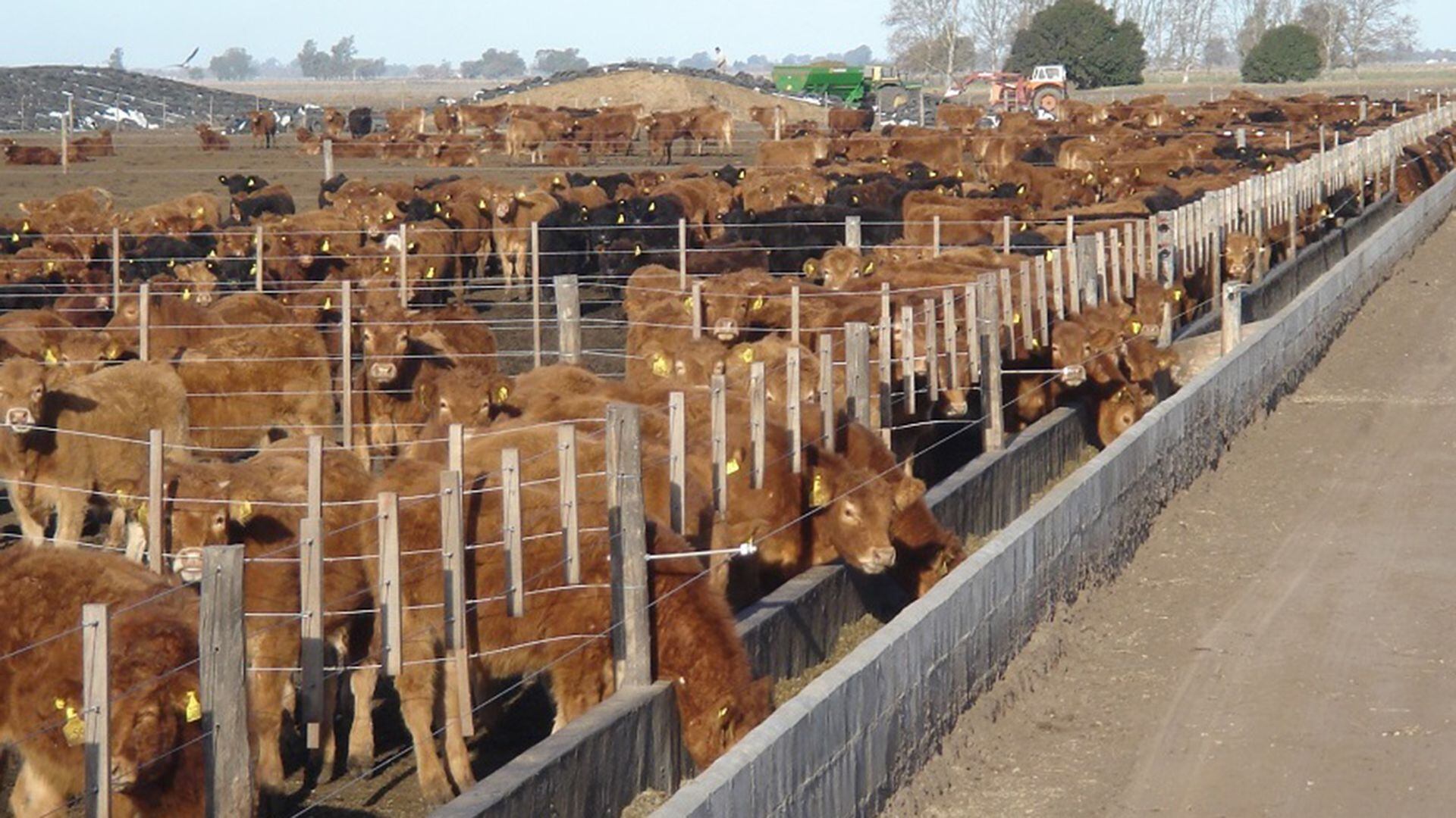 La producción de engorde a corral también está afectada por los cortes de ruta en la zona de Vaca Muerta. 
