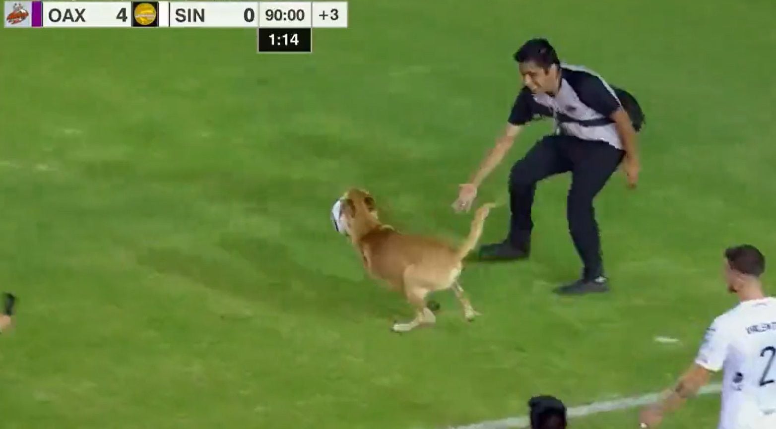 El momento en el que un perro se robó el espectáculo durante el juego  Alebrijes vs Dorados - Infobae