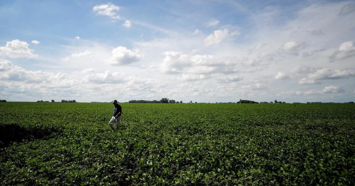 Soybean and corn futures hit week-long highs on Argentina fears