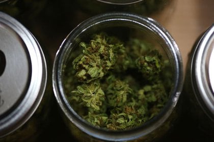 Un participante en un estudio sobre los efectos del cannabis, muestra las flores de marihuana que ha cultivado en su patio trasero, en Longmont, Colorado, Estados Unidos (Reuters)