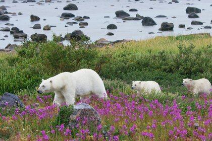 Picture Shows: Screen grab. A female polar bear leads her two cubs through a patch of colourful fire-weed. During summer, with no sea-ice to hunt on, polar bears in this area are restricted to the shores of Hudson Bay, Canada.