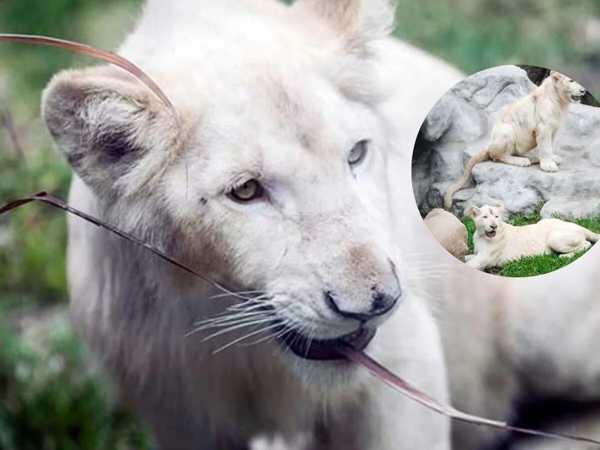 Parque de las Leyendas: dos leones blancos forman parte de las especies  atractivas para visitar - Infobae