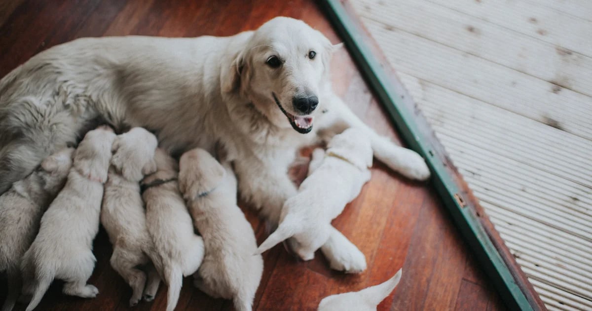 What are the risks of separating puppies from their mother too early?