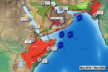 El mapa que muestra el recorrido de la invasión de langostas. Los círculos azules son los ciclones que favorecieron su desarrollo; las manchas verdes y rojas, el área cubierta por los distintos enjambres; y las flechas indican el recorrido que siguieron. Por ejemplo, el foco que se originó en el sur de Arabia Saudita, impulsado por la combinación de dos ciclones, se trasladó a Yemen y de ahí al Cuerno de África, donde un nuevo ciclón estimuló su propagación (Fuente: FAO)