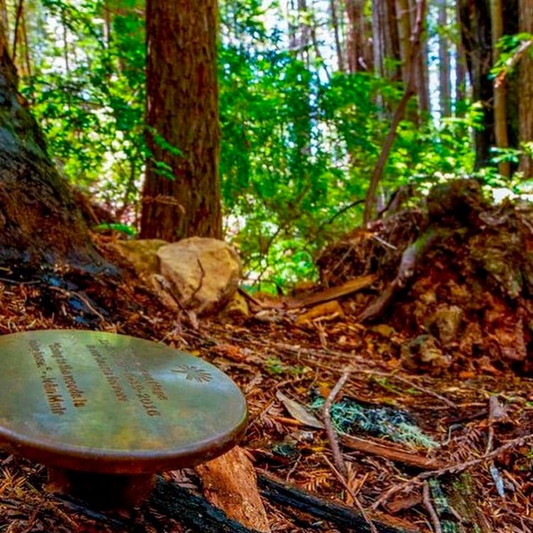 El costo de la muerte ronda en Estados Unidos en los 7,360 dólares en promedio para servicios funerarios y entierro (@betterplaceforests)