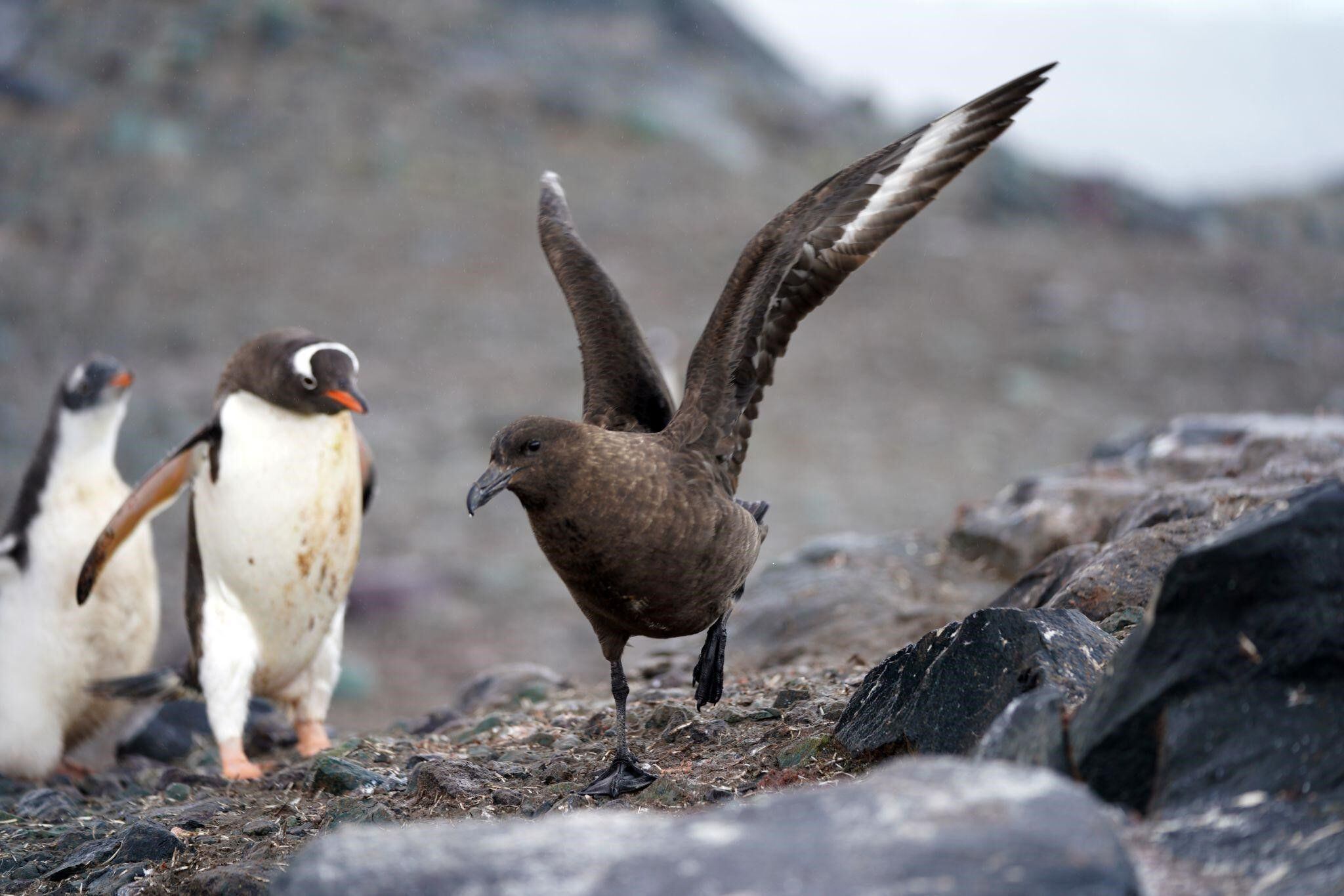 Ejemplar de ave skua junto a pingüinos papúa. RV