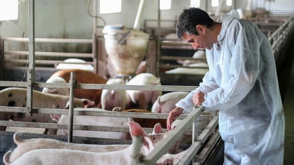 Los expertos señalan que el sector porcino necesita un plan a largo plazo.