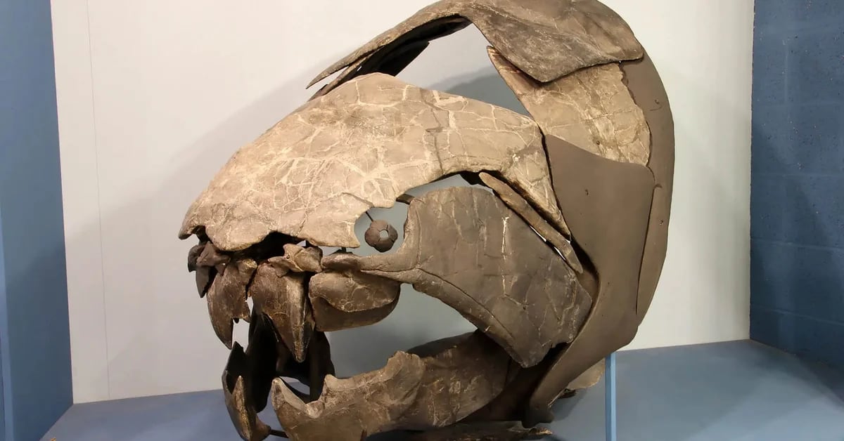 Discover what Dunkleosteus was like, the deadliest predator of the seas 400 million years ago