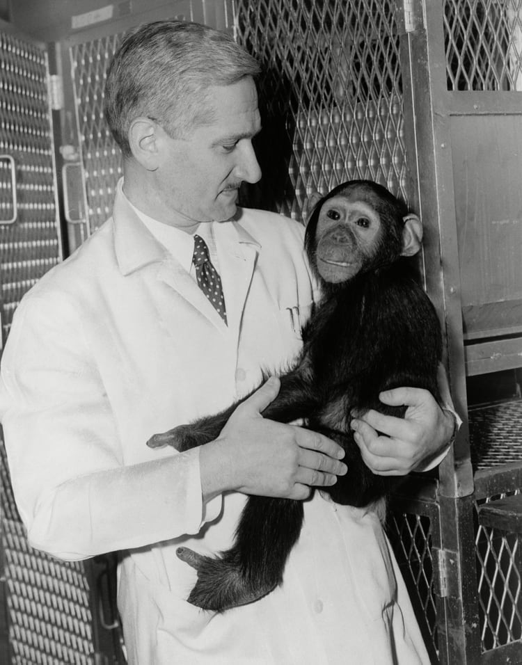 El doctor Sabin con un chimpancé en el laboratorio donde desarrollaba su vacuna con virus vivos (Everett/Shutterstock) 