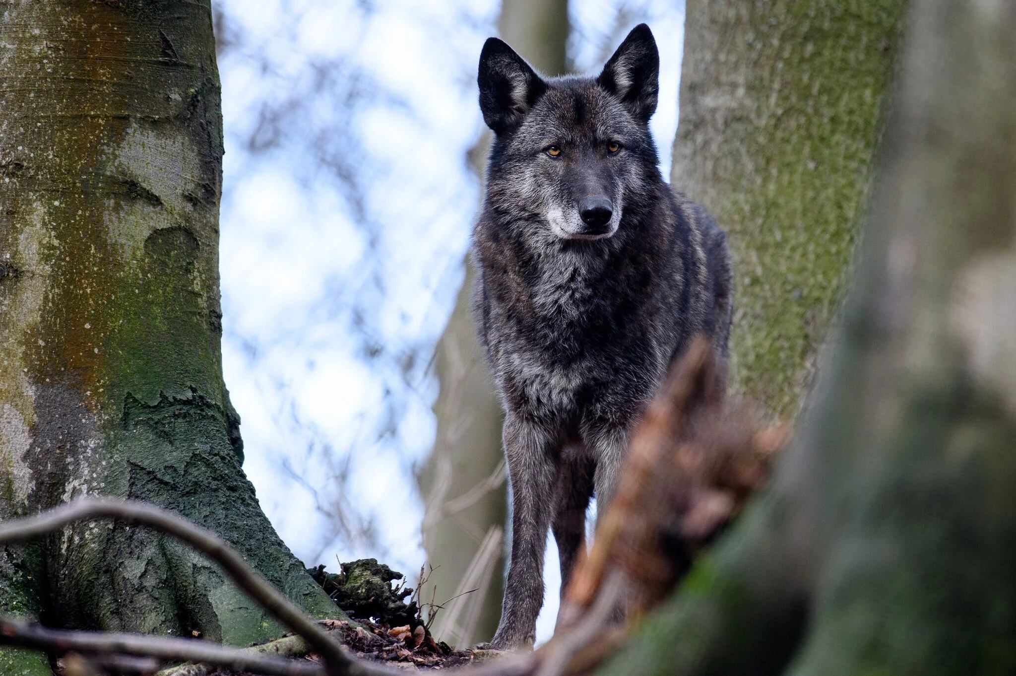 El cumplimiento estricto de las reglas y el sostenimiento de jerarquías claras son premisas ineludibles para los lobos (Swen Pförtner/dpa)