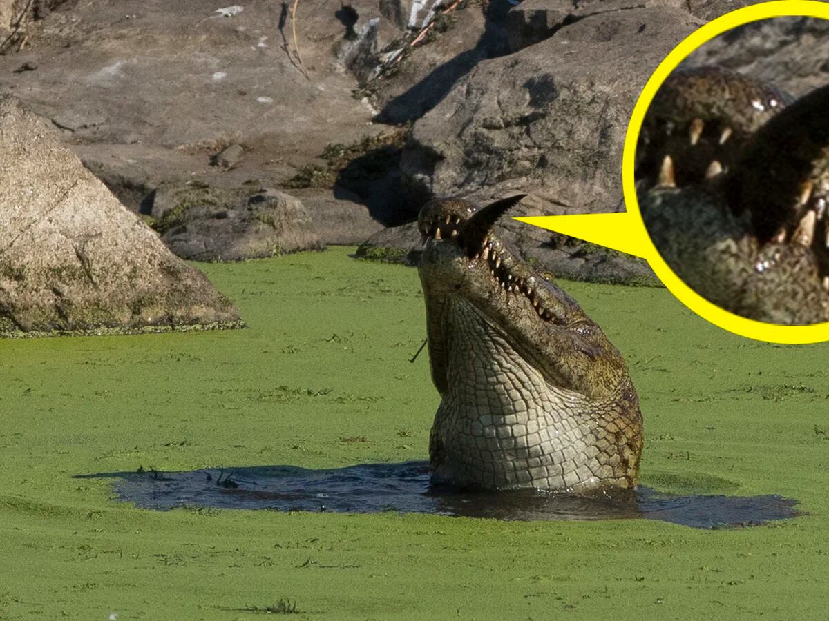 La secuencia que muestra a un cocodrilo comerse una cría - Infobae