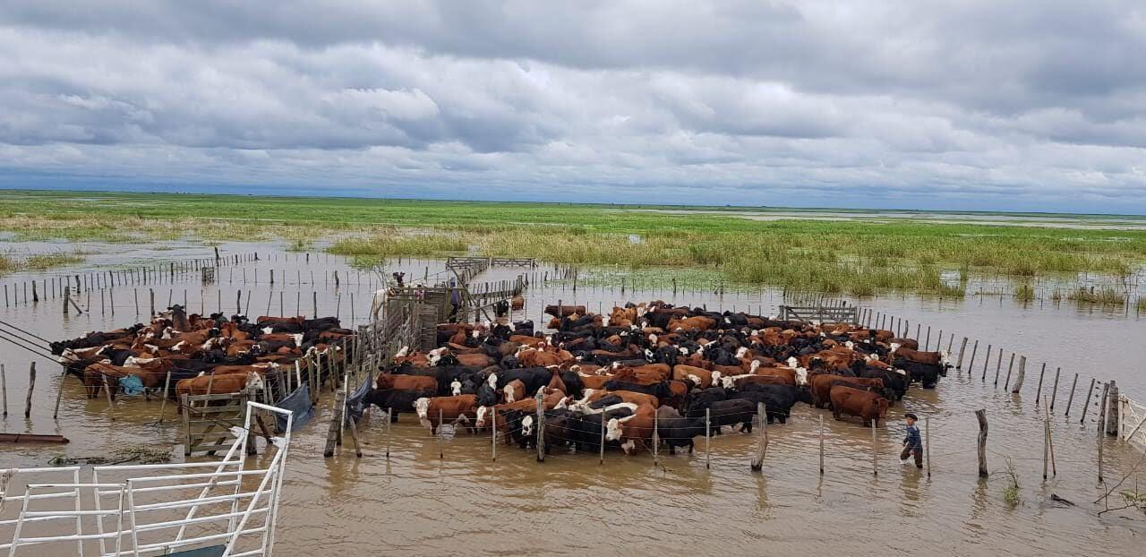 La crecida del río Paraná afecta a más de 5 millones de cabezas de ganado