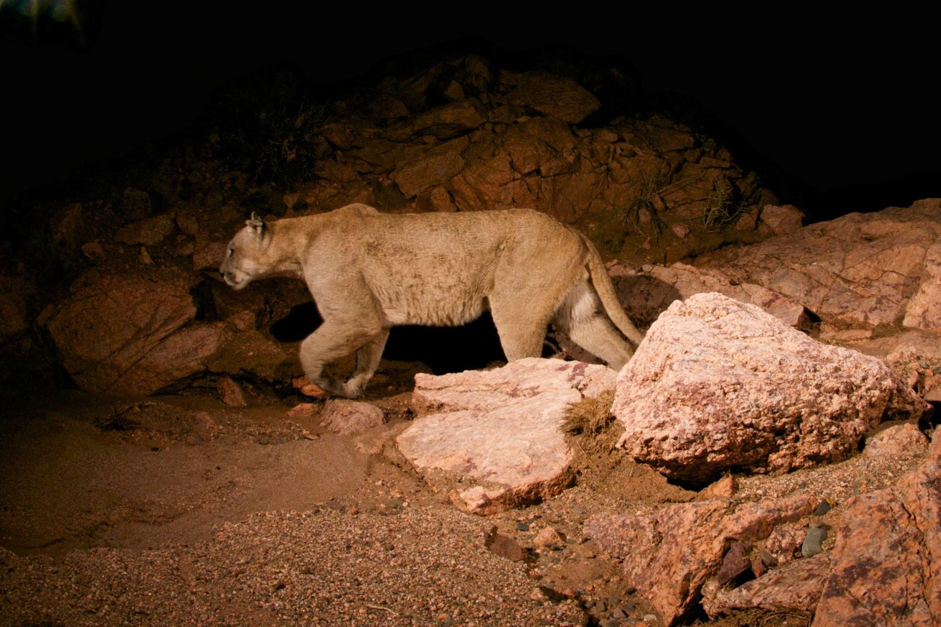 El puma es el más cazado en América por lo que su reaparición en zonas antes extinto es de gran interés para los investigadores y conservacionistas