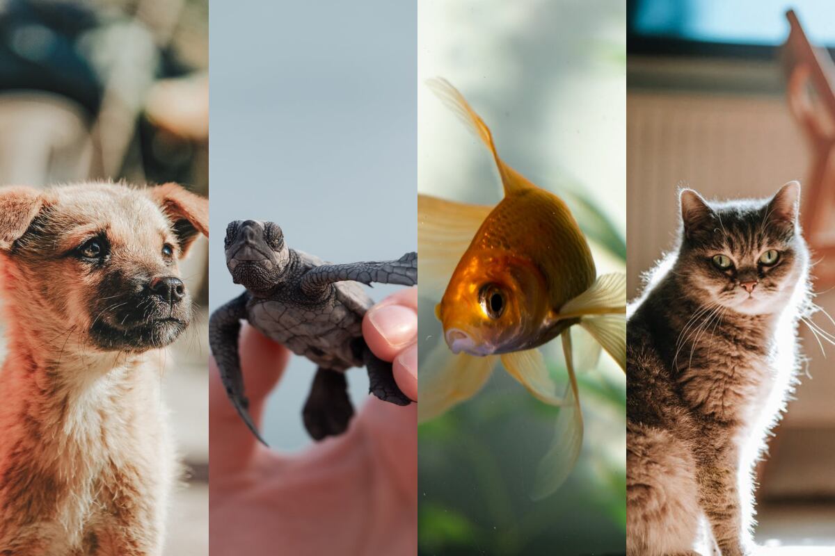 Descubra mais sobre você com este teste de personalidade.