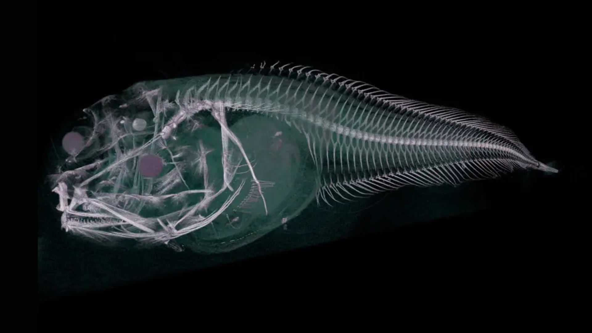 Peces abisales frente a las costas de Perú y Chile: las especies que  habitan en las oscuras profundidades del océano - Infobae, image size:1920x1080