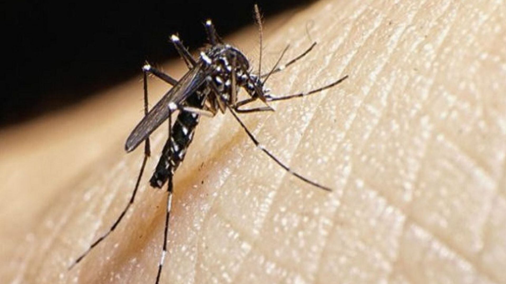 Semana Santa - dengue - enfermedad - Perú - historias - 27 marzo