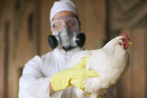 Los casos de personas que han adquirido la infección por el virus de la gripe aviar fueron contenidos, pero han sido más frecuentes durante los últimos 15 años/Archivo
